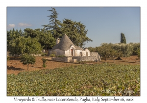 Vineyard & Trullo