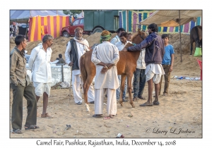 Camel Fair