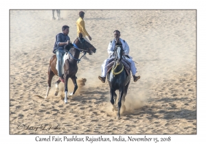 Kathiawari Horses