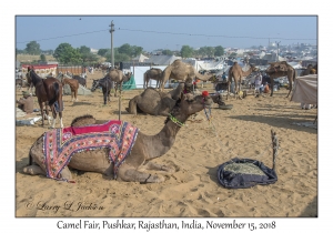 Camel Fair