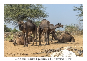 Camels