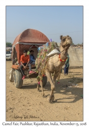 Camel Cart