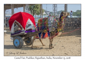 Camel Cart