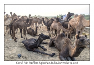 Camels