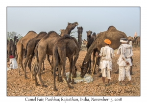 Camels