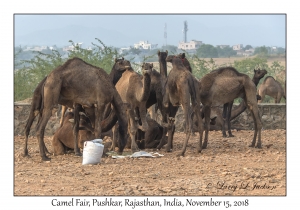 Camels