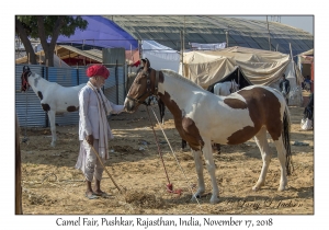 Rajasthani Man & Kathiawari Horse