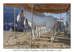 Kathiawari Horses