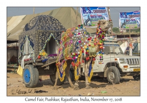 Camel Cart