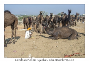 Rajasthani Man & Camels