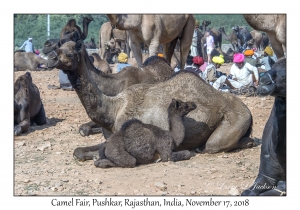 Camel & calf