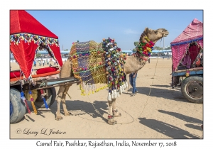 Camel Cart