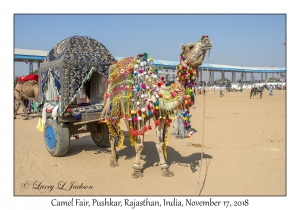 Camel Cart