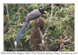 Yellow-billed Blue Magpie