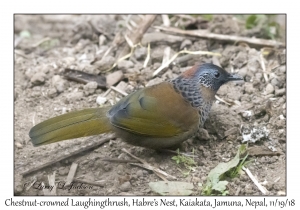 Chestnut-crowned Laughingthrush