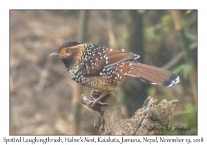 Spotted Laughingthrush