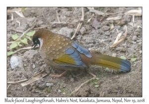 Black-faced Laughingthrush