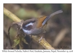 White-browed Fulvetta