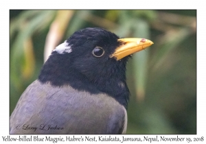Yellow-billed Blue Magpie