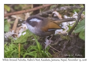 White-browed Fulvetta