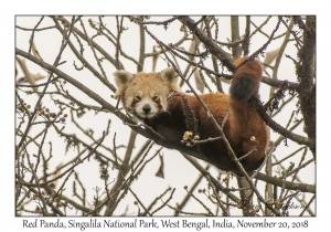 Red Panda