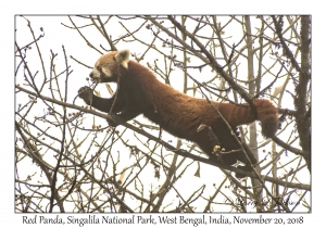 Red Panda