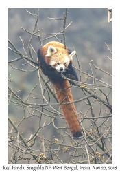 Red Panda