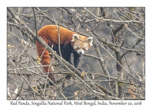 Red Panda