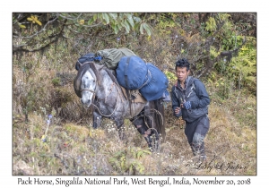 Pack Horse