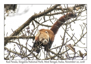 Red Panda