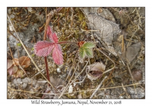 Wild Strawberry