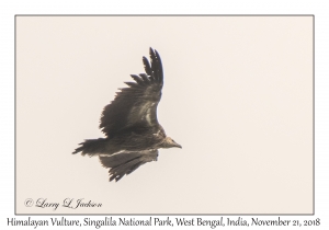 Himalayan Vulture