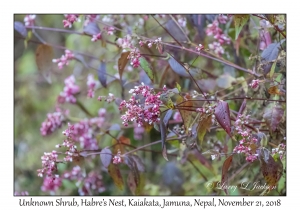 Unknown Shrub