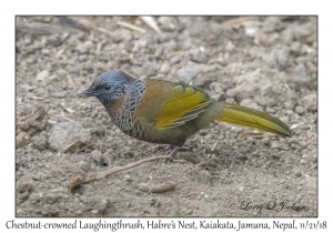 Chestnut-crowned Laughingthrush