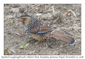 Spotted Laughingthrush