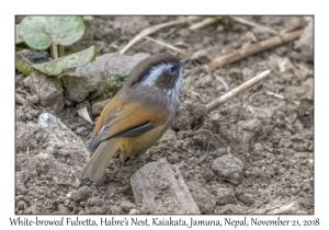 White-browed Fulvetta