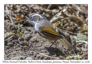 White-browed Fulvetta