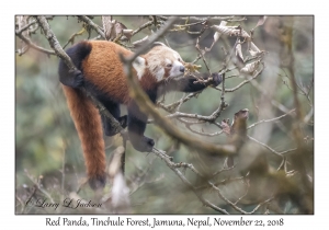 Red Panda