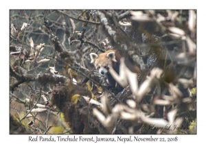 Red Panda