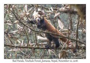 Red Panda