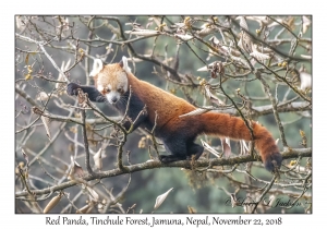 Red Panda