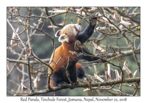 Red Panda