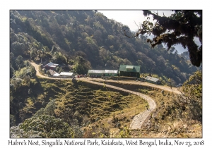 Habre's Nest, Kaiakata, Nepal