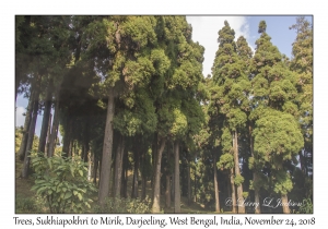 Trees, Sukhiapokhri to Mirik