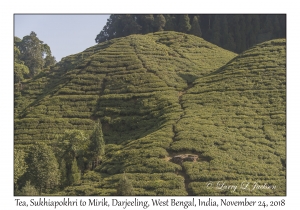 Tea, Sukhiapokhri to Mirik