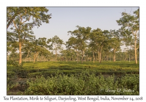 Tea Plantation, Mirik to Siliguri