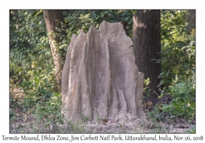 Termite Mound