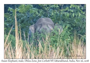 Asian Elephant, male