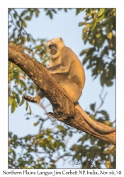 Northern Plains Gray Langur