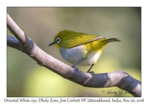 Oriental White-eye